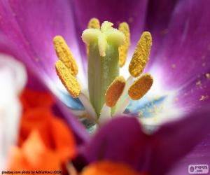 puzzel Stuifmeel van een bloem