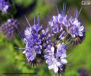 puzzel Tanacetifolia van Phacelia