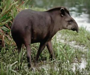 puzzel Tapir