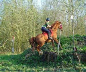 puzzel Technical Course Paardensport Mededinging, test de verstandhouding tussen paard en ruiter door middel van verschillende tests.