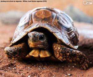 puzzel Terrestrische schildpad