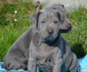 puzzel Thai Ridgeback puppies