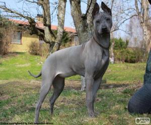 puzzel Thai Ridgeback