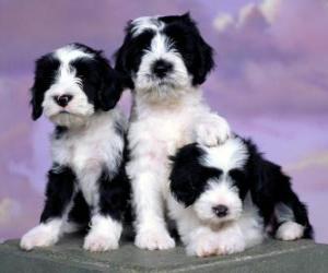 puzzel Tibetaanse Terrier pups