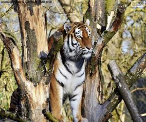 puzzel Tijger controle op zijn grondgebied