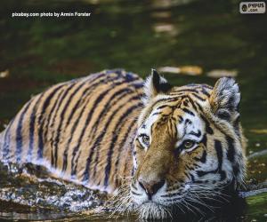 puzzel Tijger in het water