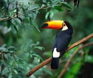 puzzel Toco Toucan