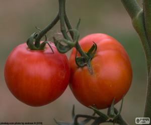 puzzel Tomaten