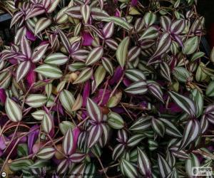 puzzel Tradescantia zebrina