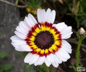 puzzel Tricolor chrysant