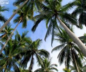 puzzel Tropische palmen