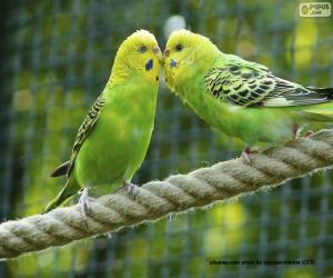 puzzel Twee Australische parkieten