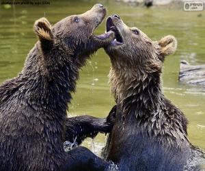 puzzel Twee beren in het water