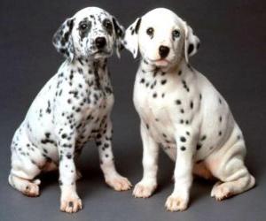 puzzel Twee dalmatiër puppies