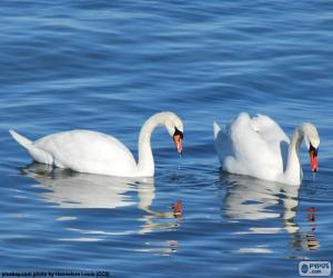 puzzel Twee elegante zwanen