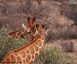 puzzel Twee giraffen die bladeren eten