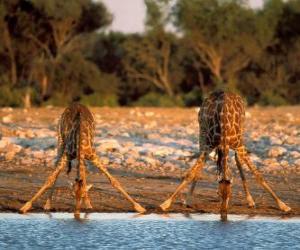 puzzel Twee giraffen, drinken op een vijver in de savanne