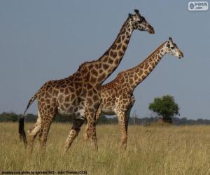 puzzel Twee giraffen in Savannah