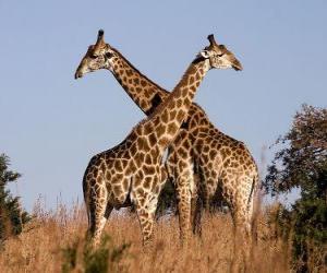 puzzel Twee giraffen