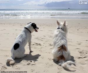 puzzel Twee honden op het strand