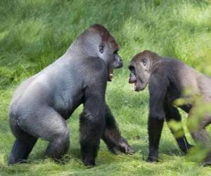 puzzel Twee jonge gorilla's lopen op handen en voeten