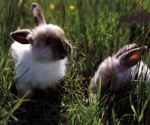 puzzel Twee jonge konijnen in het gras