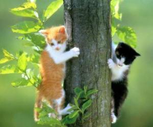 puzzel Twee katten in een boom