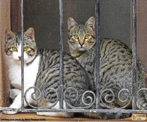 puzzel Twee katten in een venster