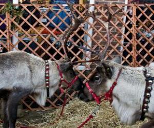 puzzel Twee Kerst rendier