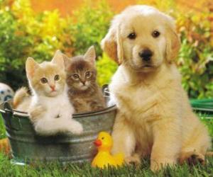 puzzel twee kittens met een puppy