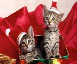 puzzel Twee kittens met Santa Claus hoed in een geschenkdoos