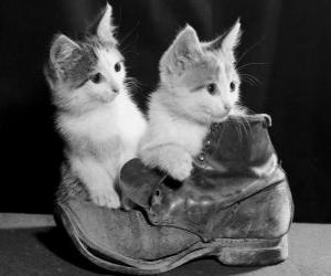 puzzel Twee kittens op de top van een boot