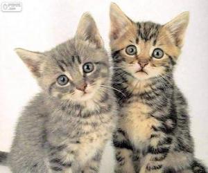 puzzel Twee kittens