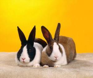 puzzel Twee konijnen
