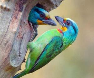 puzzel twee mooie vogels