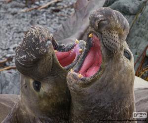 puzzel Twee noordelijke zeeolifant