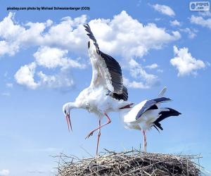 puzzel Twee ooievaars in het nest