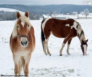 puzzel Twee paarden in de besneeuwde vlakte
