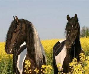 puzzel Twee paarden onder de bloemen