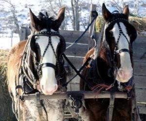 puzzel Twee paarden trekken een wagen