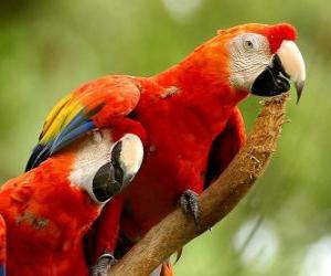 puzzel Twee parkieten of papegaaien op een tak