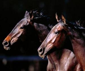 puzzel Twee prachtige paarden