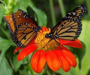 puzzel twee prachtige vlinders van aangezicht tot aangezicht