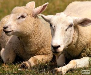 puzzel Twee schapen