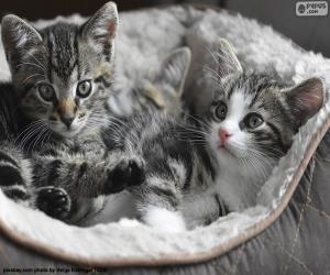 puzzel Twee schattige kittens