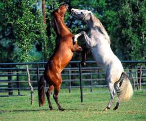 puzzel Twee steigerende paarden