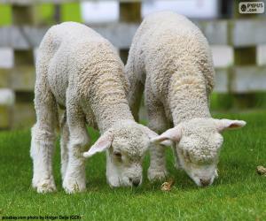 puzzel Twee tedere schapen