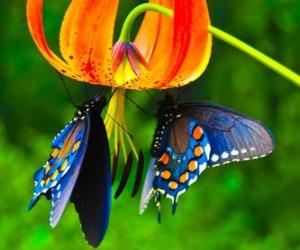 puzzel Twee vlinders op een bloem