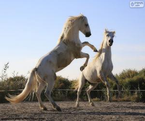 puzzel Twee witte paarden