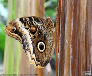 puzzel Uil Butterfly